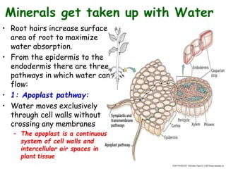 Minerals get taken up with Water
• Root hairs increase surface
area of root to maximize
water absorption.
• From the epidermis to the
endodermis there are three
pathways in which water can
flow:
• 1: Apoplast pathway:
• Water moves exclusively
through cell walls without
crossing any membranes
– The apoplast is a continuous
system of cell walls and
intercellular air spaces in
plant tissue
 