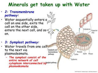 Minerals get taken up with Water
• 2: Transmembrane
pathway:
• Water sequentially enters a
cell on one side, exits the
cell on the other side,
enters the next cell, and so
on.
• 3: Symplast pathway:
• Water travels from one cell
to the next via
plasmodesmata.
– The symplast consist of the
entire network of cell
cytoplasm interconnected by
plasmodesmata
 
