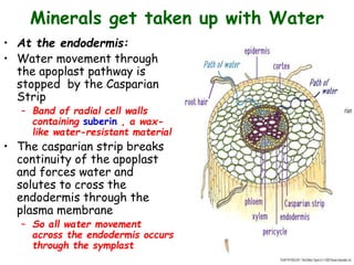 Minerals get taken up with Water
• At the endodermis:
• Water movement through
the apoplast pathway is
stopped by the Casparian
Strip
– Band of radial cell walls
containing suberin , a wax-
like water-resistant material
• The casparian strip breaks
continuity of the apoplast
and forces water and
solutes to cross the
endodermis through the
plasma membrane
– So all water movement
across the endodermis occurs
through the symplast
 