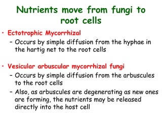 Nutrients move from fungi to
root cells
• Ectotrophic Mycorrhizal
– Occurs by simple diffusion from the hyphae in
the hartig net to the root cells
• Vesicular arbuscular mycorrhizal fungi
– Occurs by simple diffusion from the arbuscules
to the root cells
– Also, as arbuscules are degenerating as new ones
are forming, the nutrients may be released
directly into the host cell
 