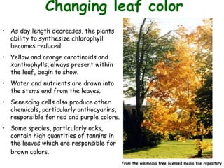 • As day length decreases, the plants
ability to synthesize chlorophyll
becomes reduced.
• Yellow and orange carotinoids and
xanthophylls, always present within
the leaf, begin to show.
• Water and nutrients are drawn into
the stems and from the leaves.
• Senescing cells also produce other
chemicals, particularly anthocyanins,
responsible for red and purple colors.
• Some species, particularly oaks,
contain high quantities of tannins in
the leaves which are responsible for
brown colors.
Changing leaf color
From the wikimedia free licensed media file repository
 