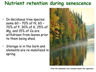 Nutrient retention during senescence
• In deciduous tree species
some 60 – 70% of N, 60 –
70% of P, 30% of K, 25% of
Mg, and 15% of Ca are
withdrawn from leaves prior
to them being shed.
• Storage is in the bark and
elements are re-mobilized in
spring
From the wikimedia free licensed media file repository
 