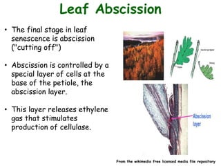Leaf Abscission
• The final stage in leaf
senescence is abscission
("cutting off")
• Abscission is controlled by a
special layer of cells at the
base of the petiole, the
abscission layer.
• This layer releases ethylene
gas that stimulates
production of cellulase.
From the wikimedia free licensed media file repository
 