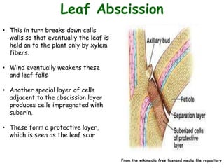 Leaf Abscission
• This in turn breaks down cells
walls so that eventually the leaf is
held on to the plant only by xylem
fibers.
• Wind eventually weakens these
and leaf falls
• Another special layer of cells
adjacent to the abscission layer
produces cells impregnated with
suberin.
• These form a protective layer,
which is seen as the leaf scar
From the wikimedia free licensed media file repository
 