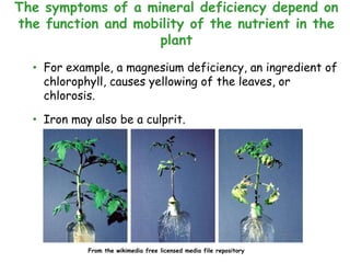 • For example, a magnesium deficiency, an ingredient of
chlorophyll, causes yellowing of the leaves, or
chlorosis.
• Iron may also be a culprit.
The symptoms of a mineral deficiency depend on
the function and mobility of the nutrient in the
plant
From the wikimedia free licensed media file repository
 