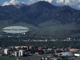 Montana State University
 