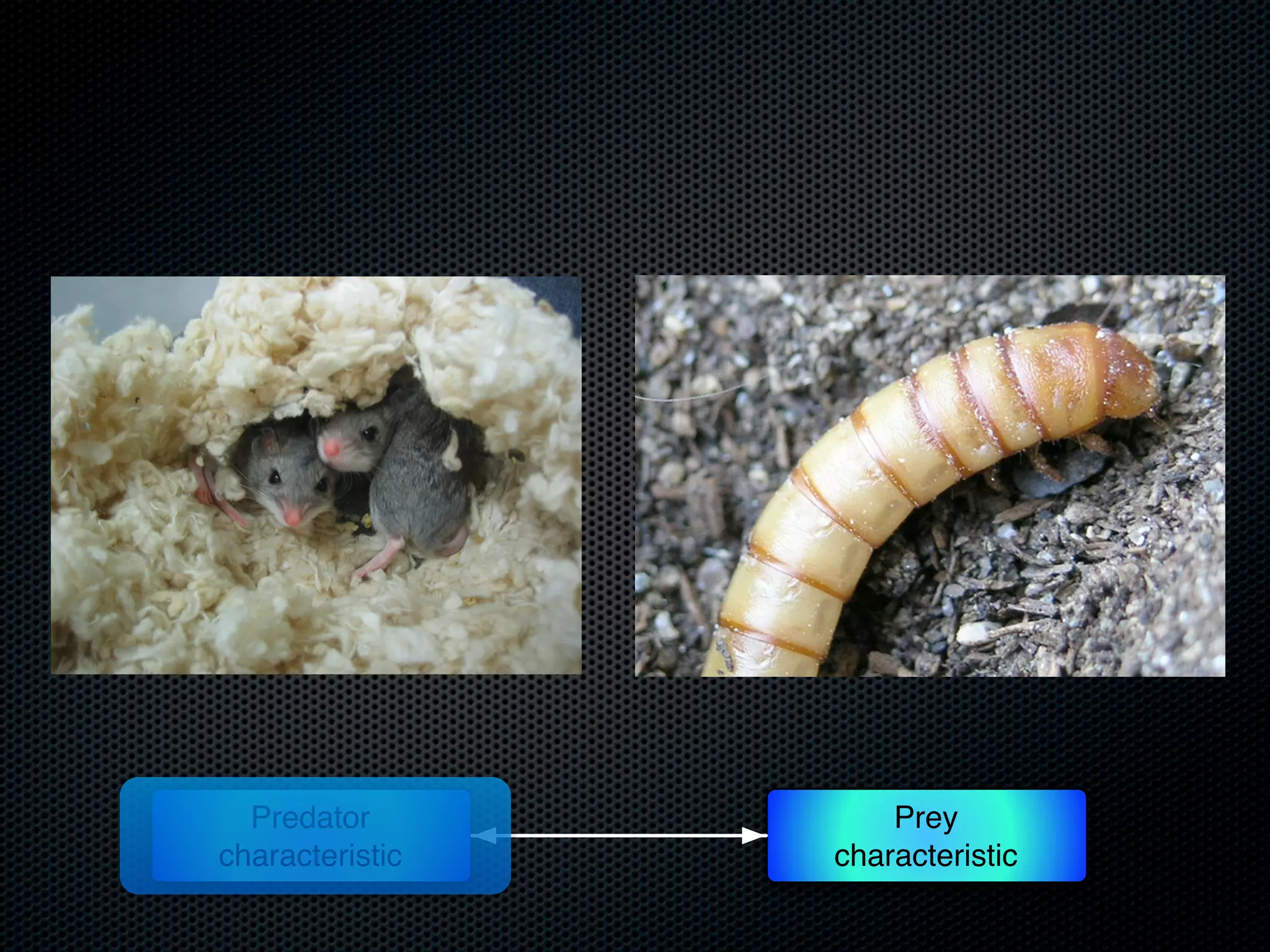 Predator
characteristic

Prey
characteristic

 