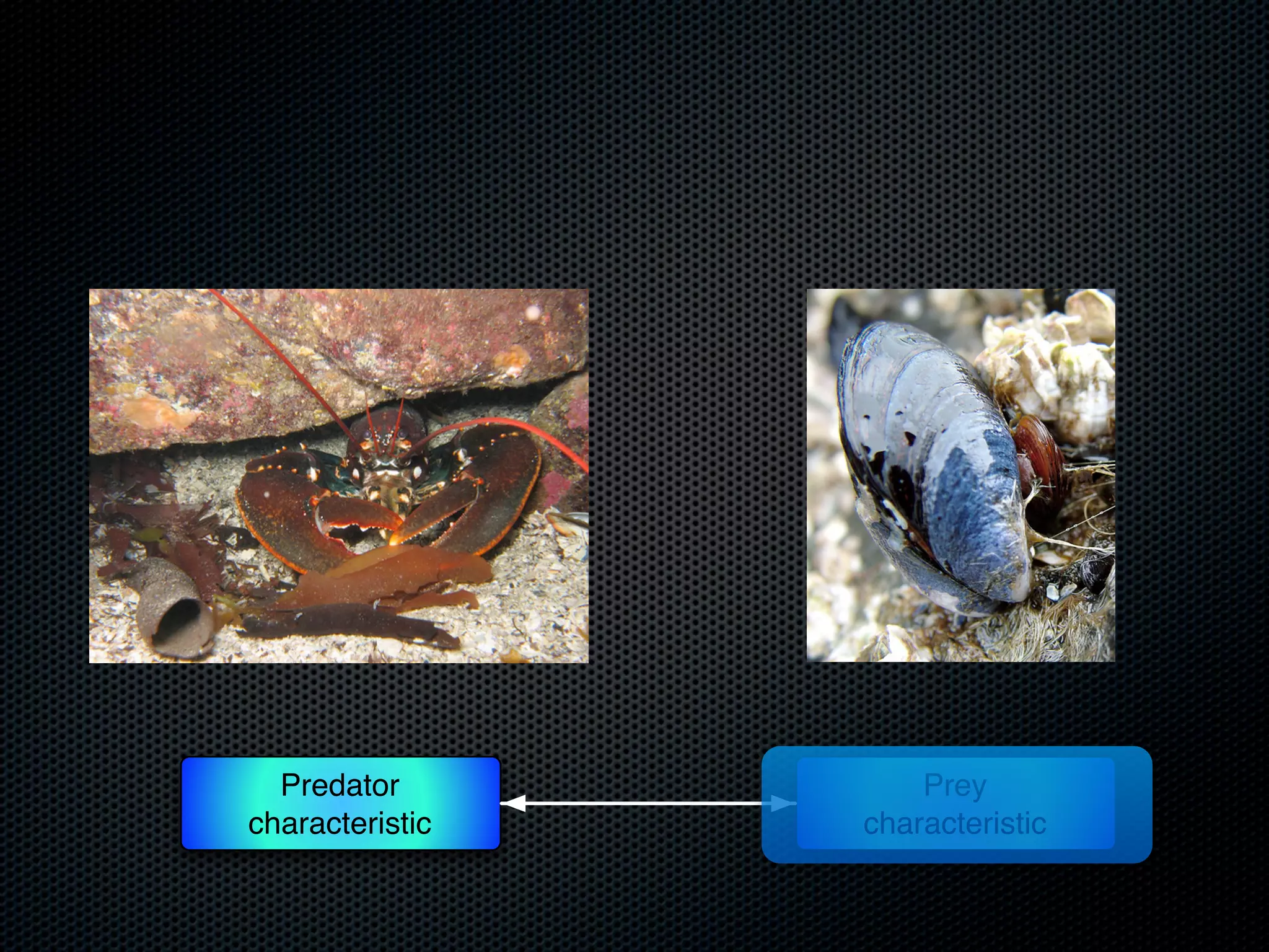 Predator
characteristic

Prey
characteristic

 