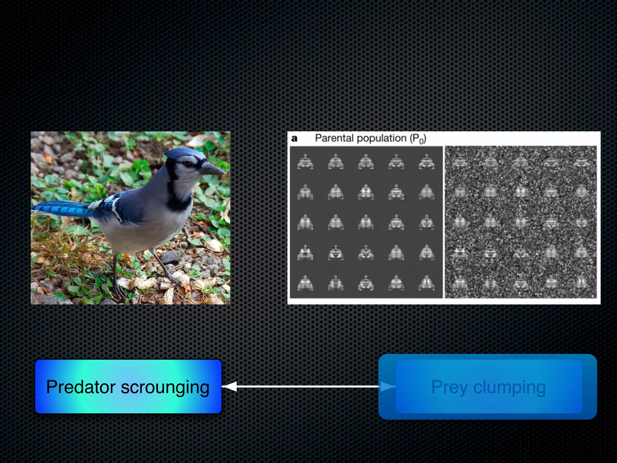 Predator scrounging

Prey clumping

 