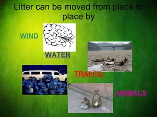 Litter can be moved from place to place by WIND   WATER TRAFFIC   ANIMALS 