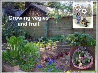Growing vegies and fruit 