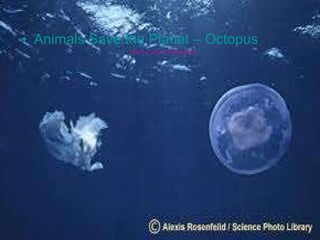 Animals Save the Planet – Octopus Click for short YouTube clip 