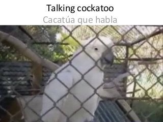 Talking cockatoo
Cacatúa que habla

 