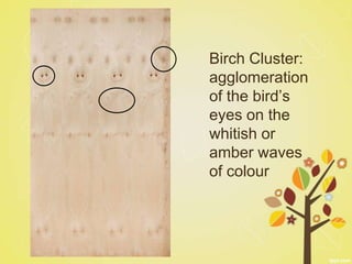 Birch Cluster:
agglomeration
of the bird’s
eyes on the
whitish or
amber waves
of colour
 