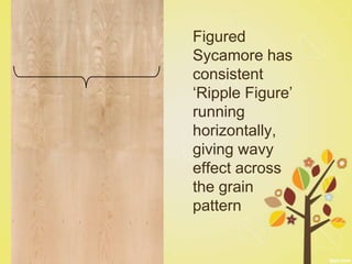 Figured
Sycamore has
consistent
‘Ripple Figure’
running
horizontally,
giving wavy
effect across
the grain
pattern
 