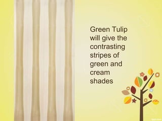 Green Tulip
will give the
contrasting
stripes of
green and
cream
shades
 