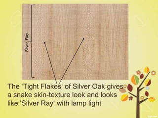 Silver Ray




The ‘Tight Flakes’ of Silver Oak gives
a snake skin-texture look and looks
like 'Silver Ray‘ with lamp light
 