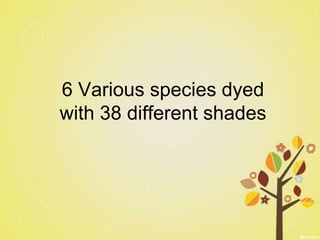 6 Various species dyed
with 38 different shades
 