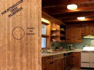 Identify
   the
species?
 