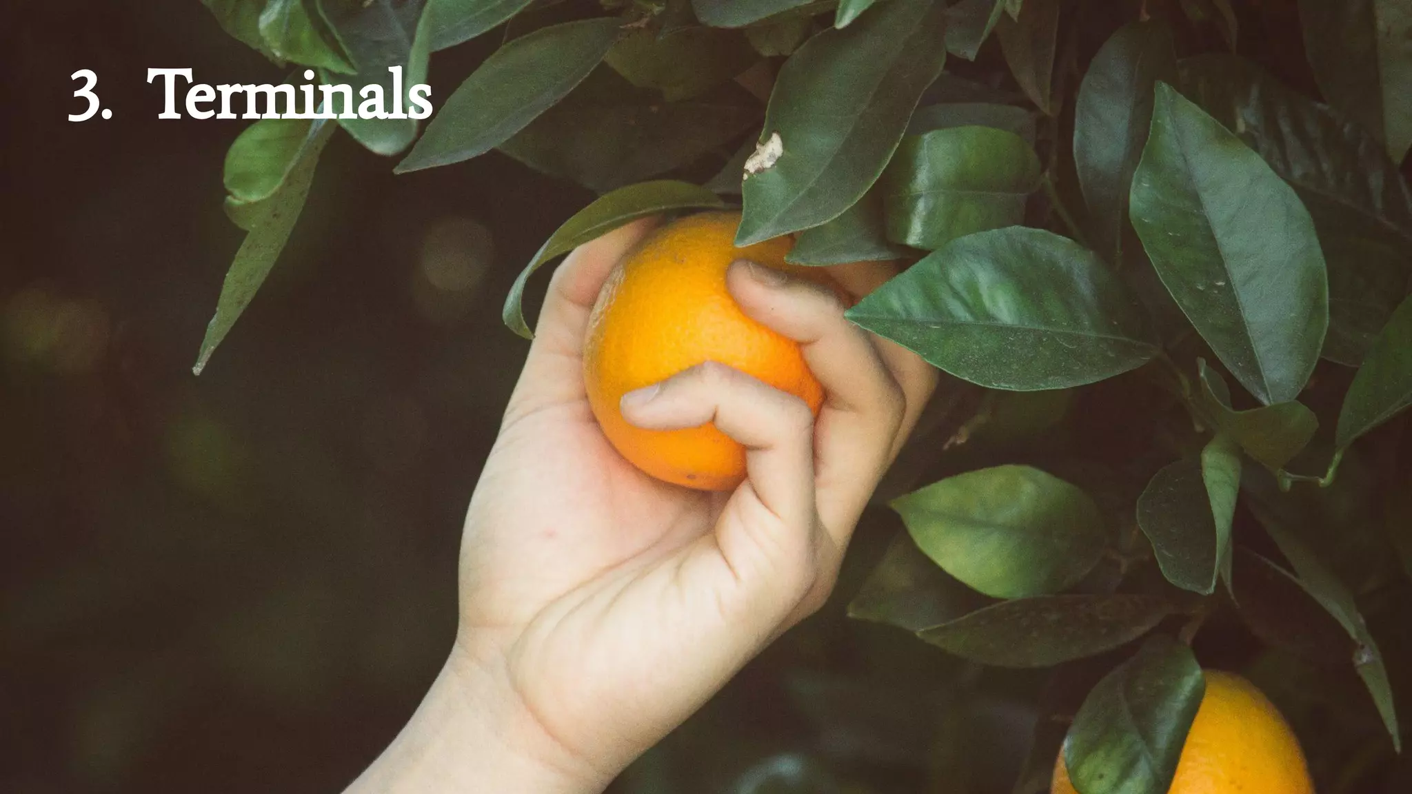 3. Terminals
 