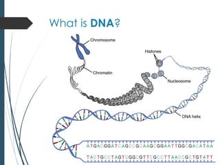What is DNA?
 