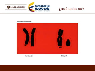 ¿QUÉ ES SEXO?
 