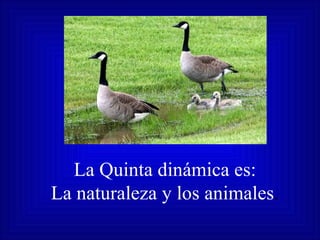 La Quinta dinámica es: La naturaleza y los animales . 