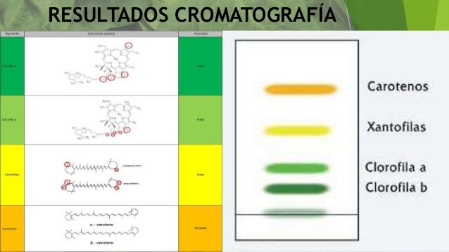clorofilas, carotenos, xantofilas, separación de pigmentos