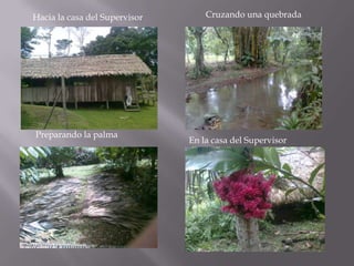Hacia la casa del Supervisor       Cruzando una quebrada




Preparando la palma
                               En la casa del Supervisor
 