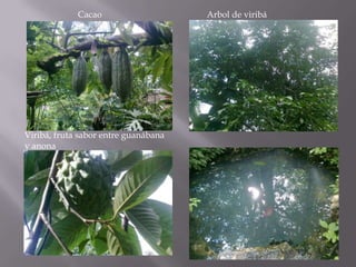 Cacao                    Arbol de viribá




Viribá, fruta sabor entre guanábana
y anona
 