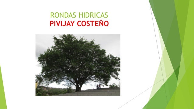 Árboles y Plantas de Cúcuta