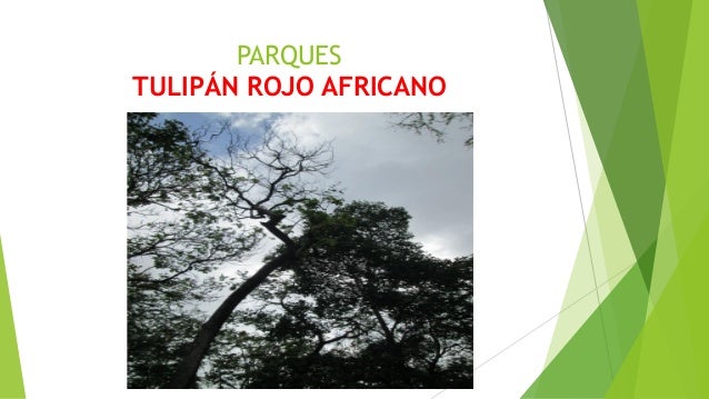 Árboles y Plantas de Cúcuta
