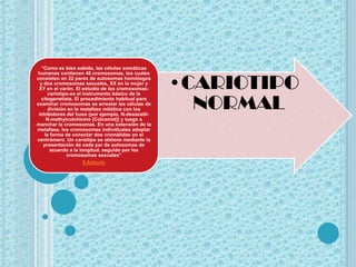 “Como es bien sabido, las células somáticas


                                                   •CARIOTIPO
humanas contienen 46 cromosomas, los cuales
consisten en 22 pares de autosomas homólogos
  y dos cromosomas sexuales, XX en la mujer y
 XY en el varón. El estudio de los cromosomas-


                                                     NORMAL
      cariotipo-es el instrumento básico de la
   citogenetista. El procedimiento habitual para
examinar cromosomas es arrestar las células de
      división en la metafase mitótica con los
 inhibidores del huso (por ejemplo, N-desacetil-
     N-methylcolchicine [Colcemid]) y luego a
manchar la cromosomas. En una extensión de la
metafase, los cromosomas individuales adoptar
    la forma de conectar dos cromátidas en el
centrómero. Un cariotipo se obtiene mediante la
    presentación de cada par de autosomas de
       acuerdo a la longitud, seguido por los
              cromosomas sexuales”
                      8 Articulo
 