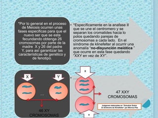 *Por lo general en el proceso   • *Específicamente en la anafase II
   de Meiosis ocurren unas        que se une el centromero y se
fases especificas para que el     separan los cromatides hacia lo
    nuevo ser que se esta         polos quedando parejas de
   fecundando obtenga 26          cromosomas a cada lado. En el
 cromosomas por parte de la       síndrome de klinefelter al ocurrir una
   madre X y 26 del padre         anomalía “no-disyunción meiótica ”
   Y, para así garantizar las     que ocurre en esta fase quedando
características de genético y     “XXY en vez de XY”.
          de fenotipo.


                                        X

    X                  Y        • ……



             …                                               47 XXY
                                                          CROMOSOMAS

                                                   Imágenes elaboradas en “Estudios Sobre
                                                   El Síndrome de Klinefelter” por Mónica Pita

           46 XY
        CROMOSOMAS                          Y
 