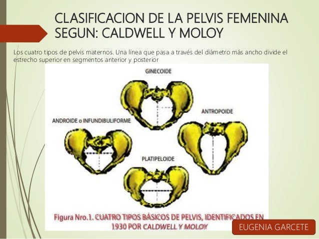 CLASIFICACION DE CALDWELL Y MOLOY DOWNLOAD CLASIFICACION DE CALDWELL Y MOLOY DOWNLOAD