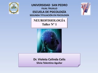 UNIVERSIDAD SAN PEDRO
         FILIAL TRUJILLO
  ESCUELA DE PSICOLOGÍA
SEGUNDA TITULACIÓN EN PSICOLOGÍA

   NEUROFISIOLOGÍA
       Taller Nº 1




  Dr. Violeta Celinda Celis
     Silvia Tolentino Aguilar
 