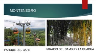 MONTENEGRO
PARQUE DEL CAFE PARAISO DEL BAMBU Y LA GUADUA
 