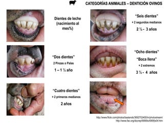 CATEGORÍAS ANIMALES – DENTICIÓN OVINOS


                                                                   “Seis dientes”...
