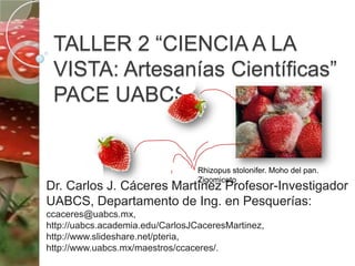 TALLER 2 “CIENCIA A LA VISTA: Artesanías Científicas” PACE UABCS Rhizopusstolonifer. Moho del pan. Zigomiceto Dr. Carlos J. Cáceres Martínez Profesor-Investigador UABCS, Departamento de Ing. en Pesquerías: ccaceres@uabcs.mx, http://uabcs.academia.edu/CarlosJCaceresMartinez, http://www.slideshare.net/pteria, http://www.uabcs.mx/maestros/ccaceres/. 