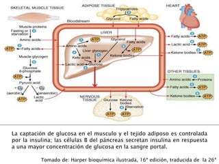 Tomado de: Harper bioquímica ilustrada, 16ª edición, traducida de la 26ª
La captación de glucosa en el musculo y el tejido adiposo es controlada
por la insulina; las células B del páncreas secretan insulina en respuesta
a una mayor concentración de glucosa en la sangre portal.
 