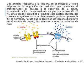 Una primera respuesta a la insulina en el musculo y tejido
adiposo es la migración de vesículas que contienen el
transportador de glucosa a la superficie de la célula,
exponiendo a los transportadores de glucosa activos (GLUT
4). Estos tejidos sensibles a insulina solo captan glucosa del
torrente sanguíneo hasta un determinado grado en presencia
de la hormona. Puesto que la secreción de insulina disminuye
en el estado de ayuno, los transportadores se asimilan de
nuevo lo cual reduce la captación de glucosa
Tomado de: Harper bioquímica ilustrada, 16ª edición, traducida de la 26ª
 