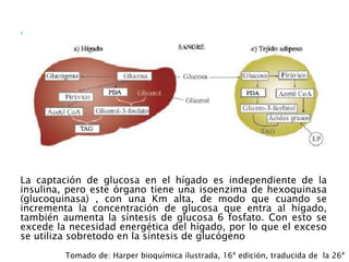 La captación de glucosa en el hígado es independiente de la
insulina, pero este órgano tiene una isoenzima de hexoquinasa
(glucoquinasa) , con una Km alta, de modo que cuando se
incrementa la concentración de glucosa que entra al hígado,
también aumenta la síntesis de glucosa 6 fosfato. Con esto se
excede la necesidad energética del hígado, por lo que el exceso
se utiliza sobretodo en la síntesis de glucógeno
Tomado de: Harper bioquímica ilustrada, 16ª edición, traducida de la 26ª
 