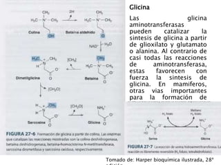 Glicina
Las glicina
aminotransferasas
pueden catalizar la
sintesis de glicina a partir
de glioxilato y glutamato
o alanina. Al contrario de
casi todas las reacciones
de aminotransferasa,
estas favorecen con
fuerza la sintesis de
glicina. En mamiferos,
otras vias importantes
para la formación de
glicina son a partir de
colina y de serina
Tomado de: Harper bioquímica ilustrada, 28ª
 