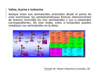 Valina, leucina e isoleucina
Aunque estos son aminoácidos esenciales desde el punto de
vista nutricional, las aminotransferasas histicas interconvierten
de manera reversible los tres aminoácidos y sus a-cetoacidos
correspondientes. De este modo, estos a-cetoacidos pueden
remplazar sus aminoácidos en la dieta.
Tomado de: Harper bioquímica ilustrada, 28ª
 