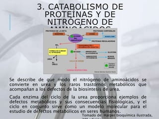 3. CATABOLISMO DE
PROTEÍNAS Y DE
NITRÓGENO DE
AMINOÁCIDOS
Se describe de que modo el nitrógeno de aminoácidos se
convierte en urea y los raros trastornos metabólicos que
acompañan a los defectos de la biosíntesis de urea.
Cada enzima del ciclo de la urea proporciona ejemplos de
defectos metabólicos y sus consecuencias fisiológicas, y el
ciclo en conjunto sirve como un modelo molecular para el
estudio de defectos metabólicos en seres humanos.
Tomado de: Harper bioquímica ilustrada,
 