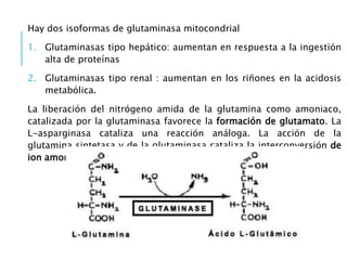 Hay dos isoformas de glutaminasa mitocondrial
1. Glutaminasas tipo hepático: aumentan en respuesta a la ingestión
alta de proteínas
2. Glutaminasas tipo renal : aumentan en los riñones en la acidosis
metabólica.
La liberación del nitrógeno amida de la glutamina como amoniaco,
catalizada por la glutaminasa favorece la formación de glutamato. La
L-asparginasa cataliza una reacción análoga. La acción de la
glutamina sintetasa y de la glutaminasa cataliza la interconversión de
ion amonio libre y glutamina.
 