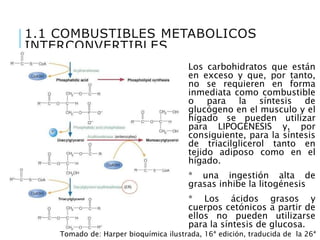 1.1 COMBUSTIBLES METABOLICOS
INTERCONVERTIBLES
Los carbohidratos que están
en exceso y que, por tanto,
no se requieren en forma
inmediata como combustible
o para la síntesis de
glucógeno en el musculo y el
hígado se pueden utilizar
para LIPOGENESIS y, por
consiguiente, para la síntesis
de triacilglicerol tanto en
tejido adiposo como en el
hígado.
* una ingestión alta de
grasas inhibe la litogénesis
* Los ácidos grasos y
cuerpos cetónicos a partir de
ellos no pueden utilizarse
para la síntesis de glucosa.
Tomado de: Harper bioquímica ilustrada, 16ª edición, traducida de la 26ª
 