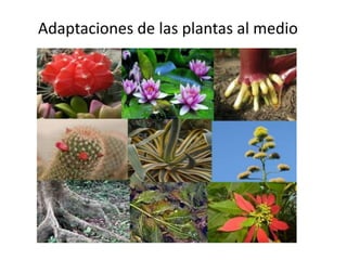 Adaptaciones de las plantas al medio
 
