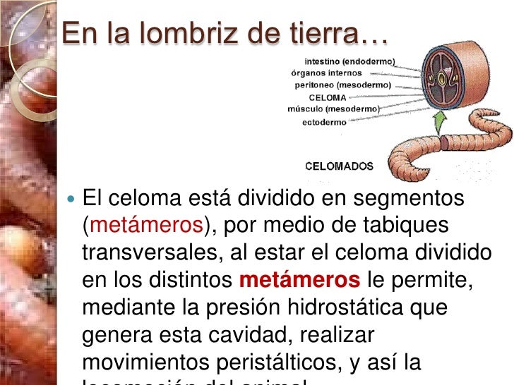 Los medios de los parásitos tailand