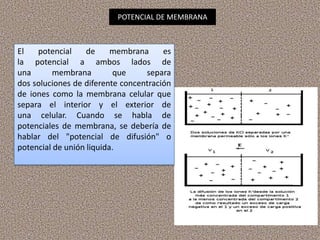 POTENCIAL DE MEMBRANA



El   potencial     de     membrana     es
la potencial a ambos lados de
una       membrana       ...